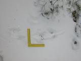 Fisher Body Print