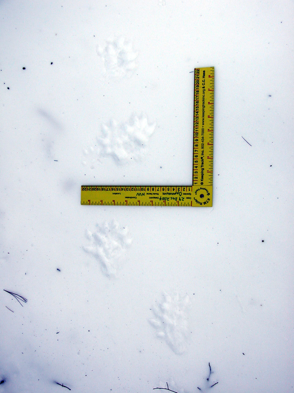 .5.NW29Dec04 opossum - 02.jpg