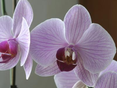 Orchid_02