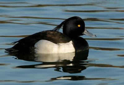 Tufted Duck from a lake in Denmark