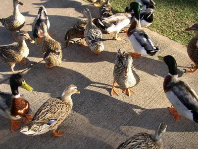 More ducks