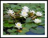 Water Lillies