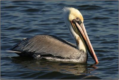 Brown Pelican