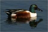 Northern Shoveler