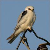 White-tailed Kite