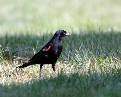 Red Winged Black Bird