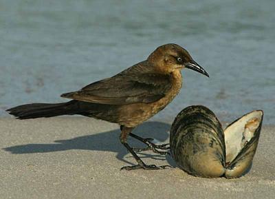 Grackle and Clam