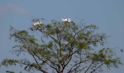 Ibis in a Tree