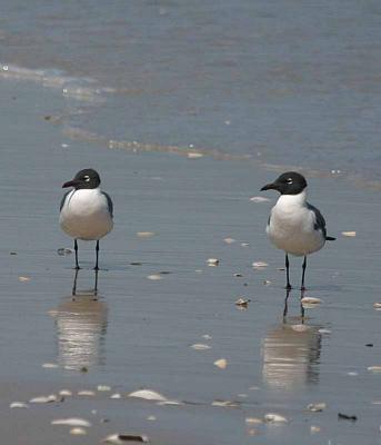 Laughing Gulls