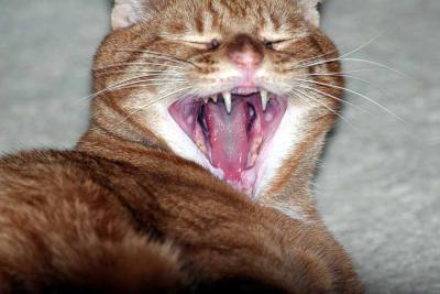 Say aah!