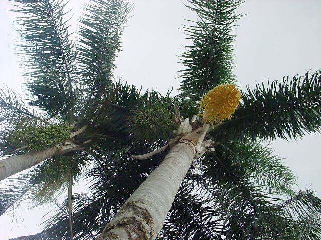 PalmTreeFronds.jpg