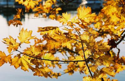 Fall - Roche Harbor