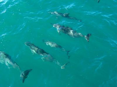 Naia - Dolphins - Na Pali Boat Cruise