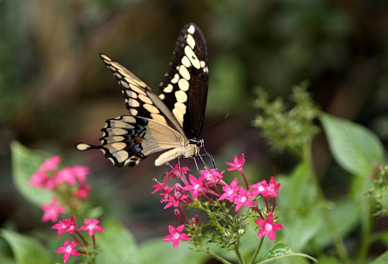 giant swallowtail 2