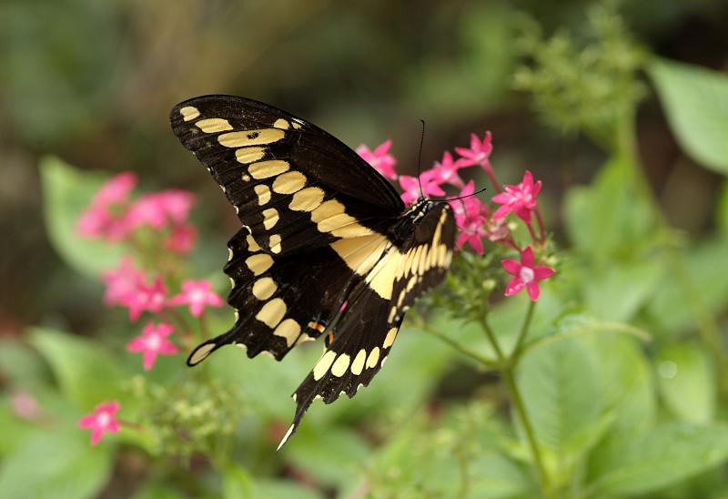 giant swallowtail 4
