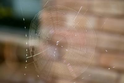 Gasteracantha cancriformis (elipsoides) web from below