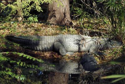 gator siesta