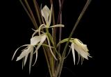 Brassavola ovalforme 1