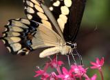 giant swallowtail detail 2