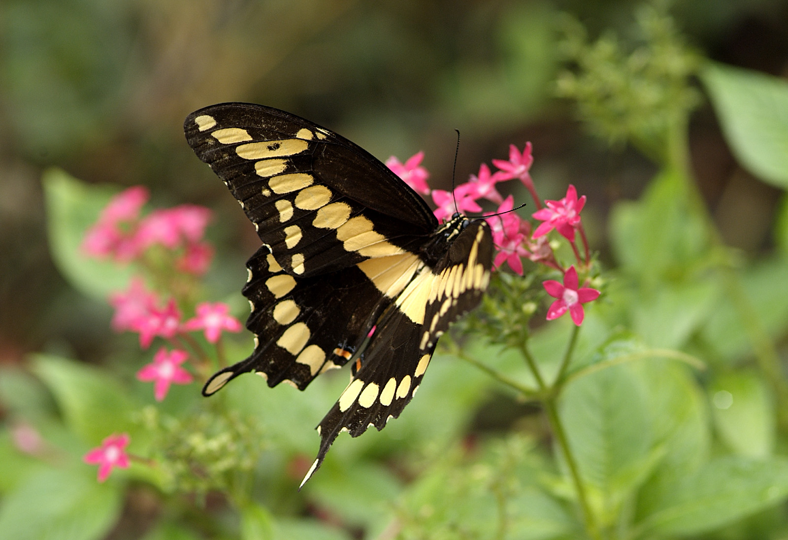 giant swallowtail 4