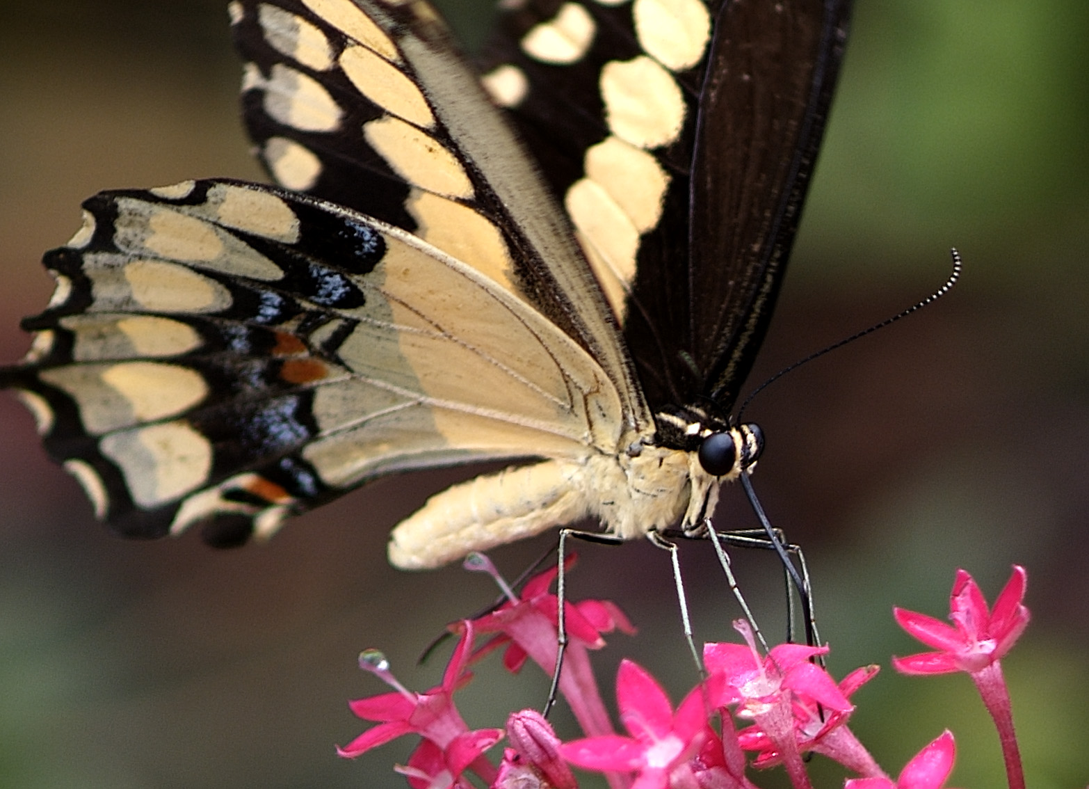 giant swallowtail detail 2