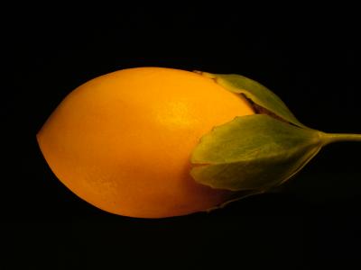 Lilikoi - Passion Fruit