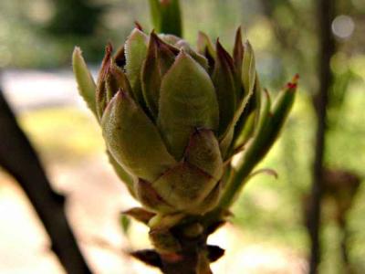 Bud life cycle...