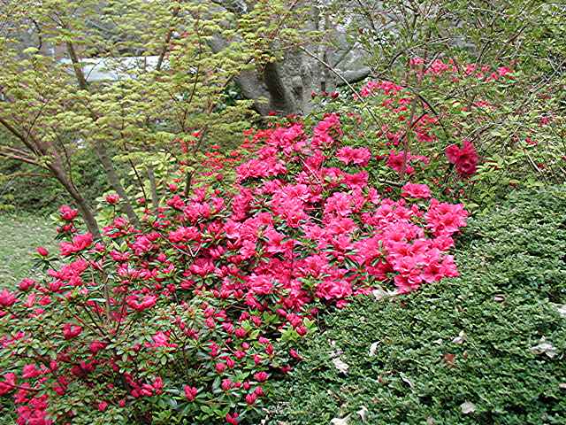 Rosy Frills