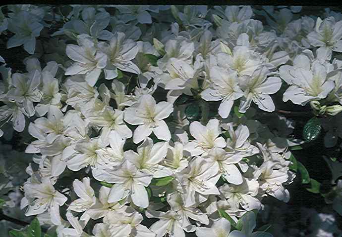 Sandras White Surprise