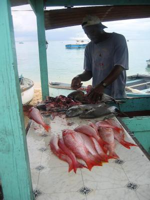 Red snapper // Barbados