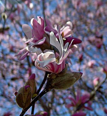 budding-magnoliaDSC01274.jpg