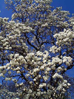 magnoliatinspringDSC01276.jpg