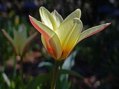 firsttulipDSC01214.jpg