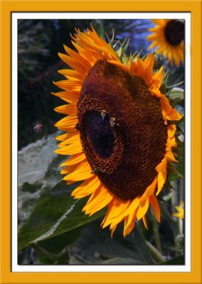 websunflowerbees.jpg