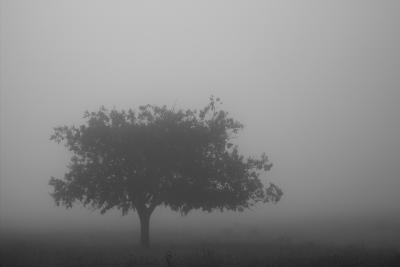 foggy daybreak
