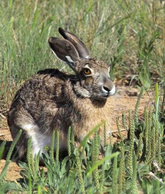 jack rabbit