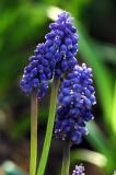blue 1965