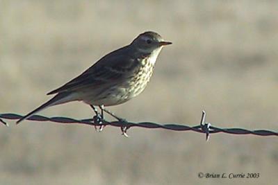 American Pipit 126-2607_IMG pbase 1-24-03.JPG