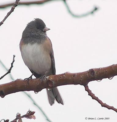 Dark-eyed Junco -- (Oregon subspecies) 124-2458_IMG pbase 1-24-03.JPG