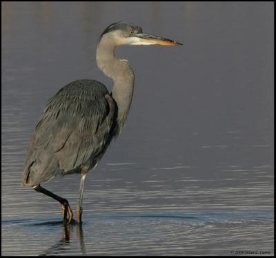 Great Blue Heron (20D) IMG_1660_filtered A pbase 1-18-05.jpg
