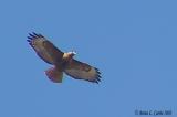 Red-tailed Hawk Flying 125-2575 1-19-03.JPG