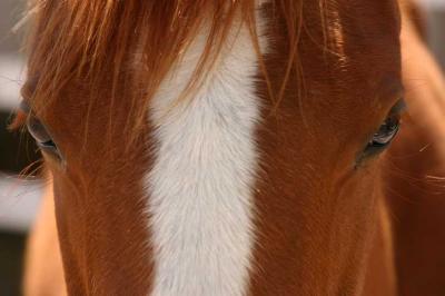 u15/bearpaw/medium/41910111.horse.jpg