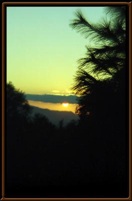 SunsetPine