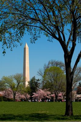 National Cherry Blossom Festival