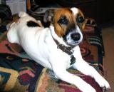 My Dog Skip