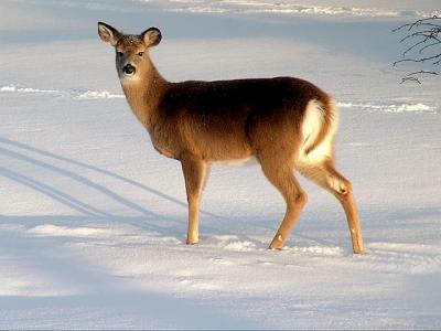  Deer in Winter