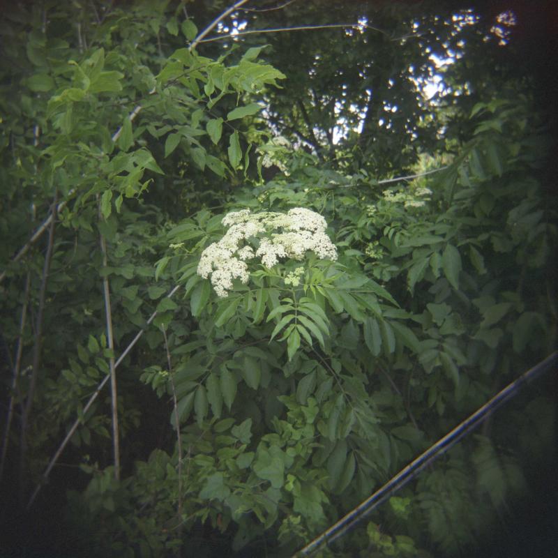 White flower