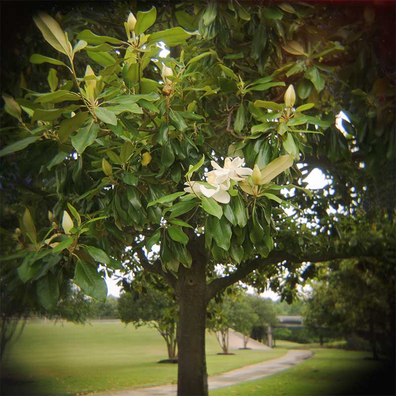 magnolia