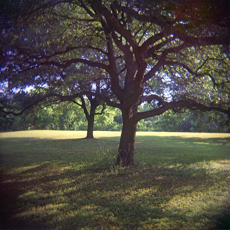 Oak trees