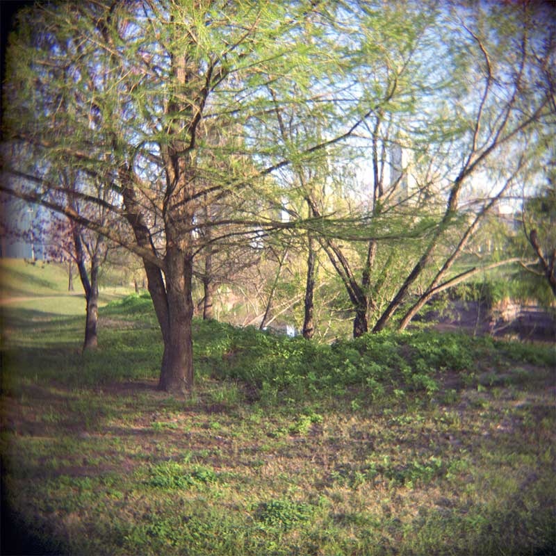 Thru the trees